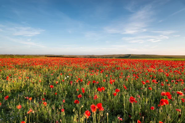 Poppy Field in Cornwall — Stock Photo, Image