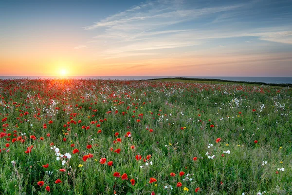 Poppy meadow saat matahari terbenam — Stok Foto