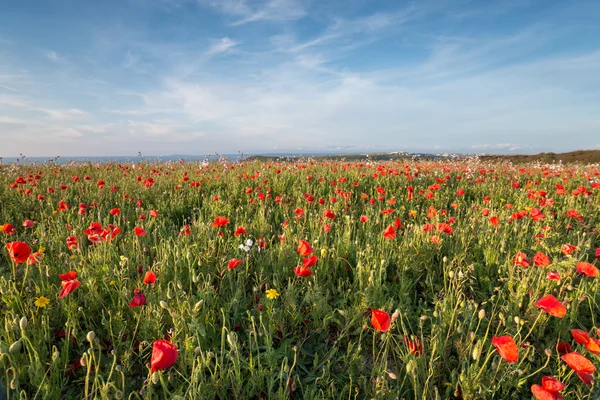 Kopretinová louka u moře — Stock fotografie