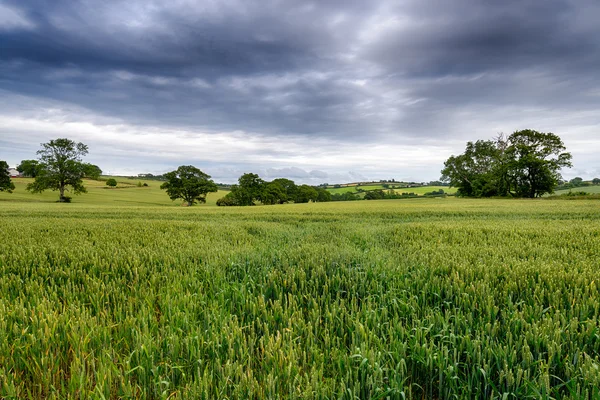 Stürmischer Himmel über einem Maisfeld — Stockfoto