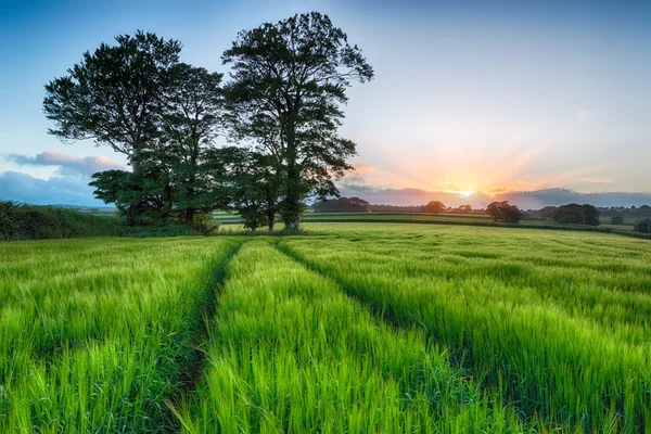 Sonnenaufgang über Gerstenfeldern — Stockfoto