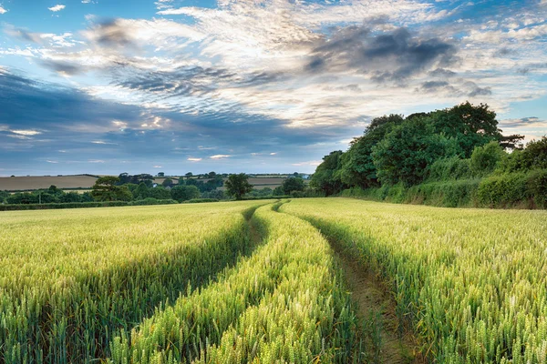 Campos de milho — Fotografia de Stock