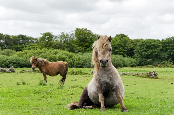 Cavalo em miniatura — Fotografia de Stock