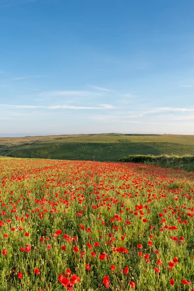 A Field of Poppies on a Summer Day — Stock Photo, Image