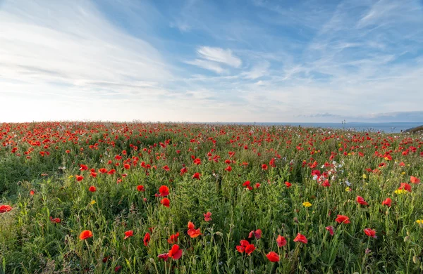 Maková louka — Stock fotografie