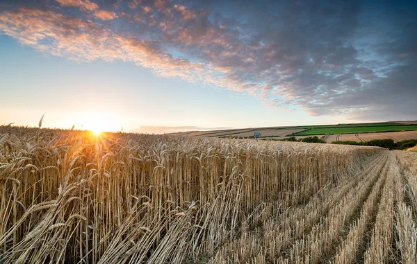 Günbatımı üzerinde bir mısır tarlası — Stok fotoğraf
