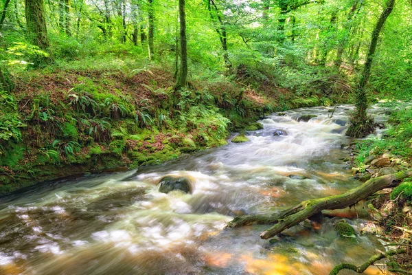 Lesní řeka — Stock fotografie