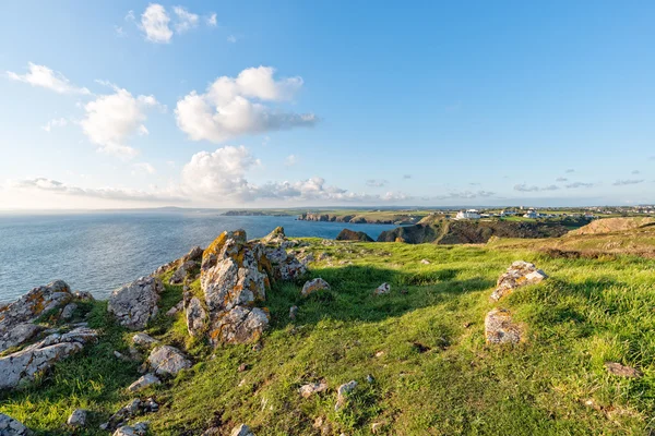 Die Eidechsenküste in der Kornwand — Stockfoto