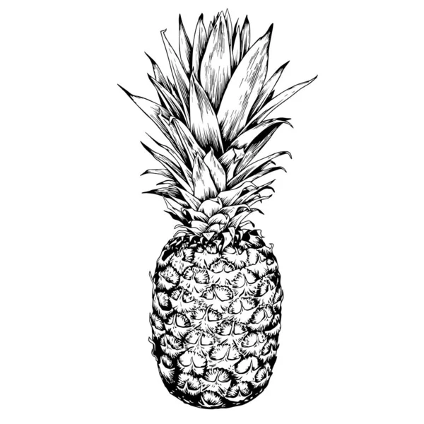 Tangan digambar buah nanas. - Stok Vektor