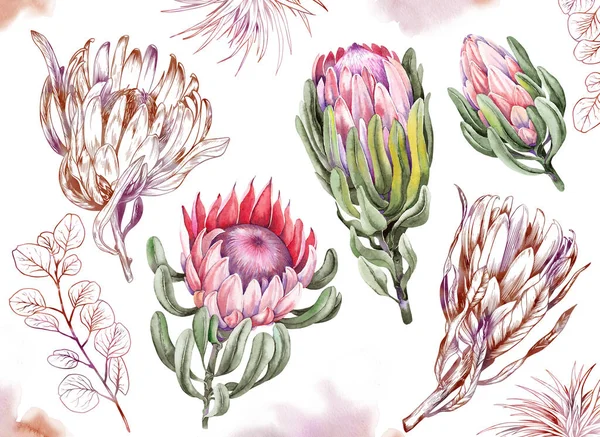 Набор цветов Protea на белом фоне. — стоковое фото