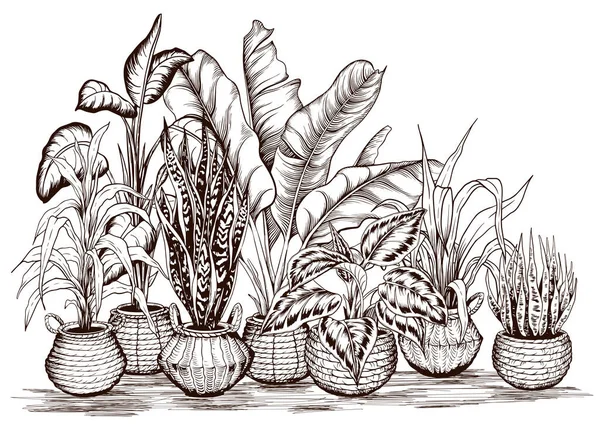 A trópusi házi növények elrendezése — Stock Vector