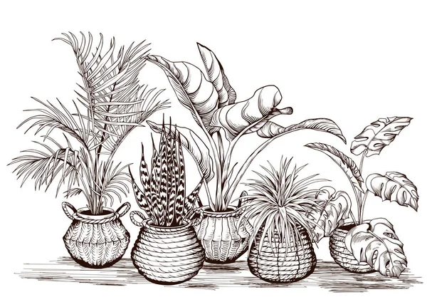 Arrangement des plantes tropicales d'intérieur — Image vectorielle