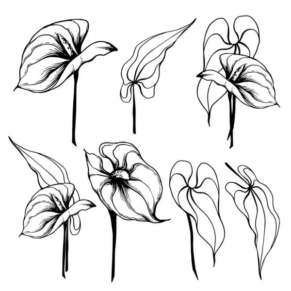 Éléments graphiques anthurium fleur. — Image vectorielle