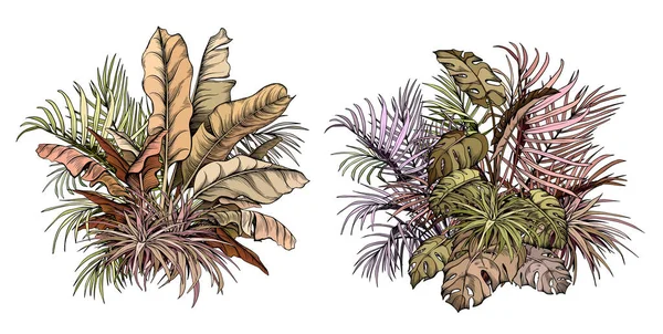 Feuillage de palmier tropical coloré. — Image vectorielle