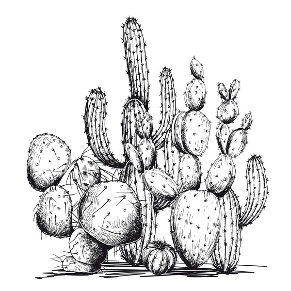 Sketchy cactus composition. — Stock Vector