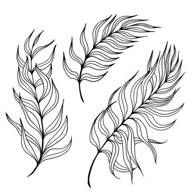 Uzun yapraklı siyah beyaz dallar..