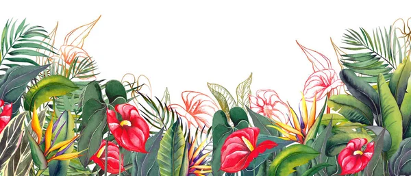 Granica kwiatowa z egzotycznymi kwiatami anthurium i zielonymi liśćmi tropikalnymi. — Zdjęcie stockowe