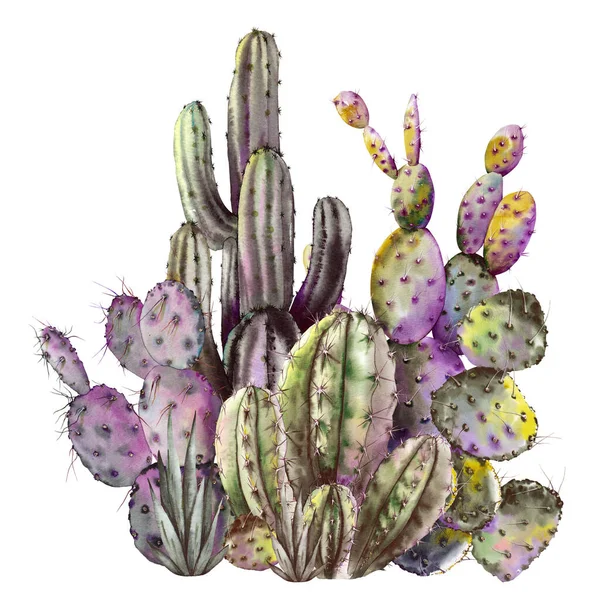 Leuke vetplanten cactus kaart — Stockfoto