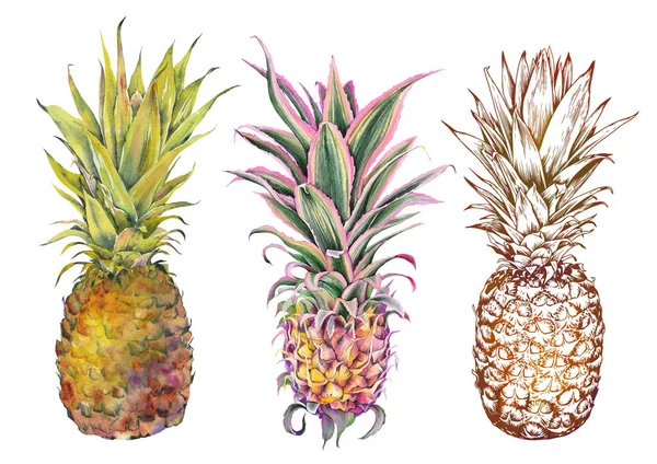 Bir dizi ananas meyvesi.. — Stok fotoğraf