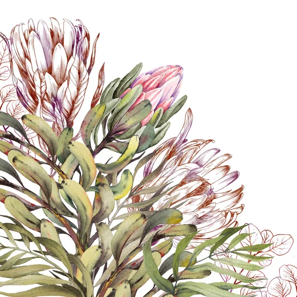 Floral Protea Karte auf weißem Hintergrund. — Stockfoto