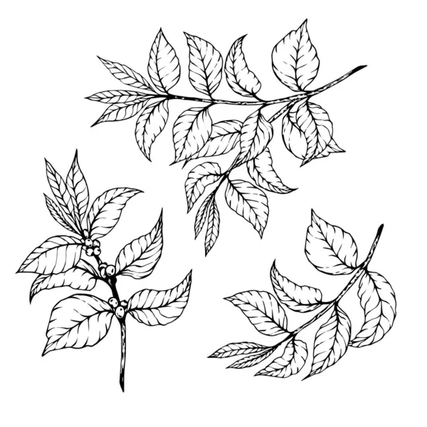 Рука намальовані гілки з листям . — стоковий вектор