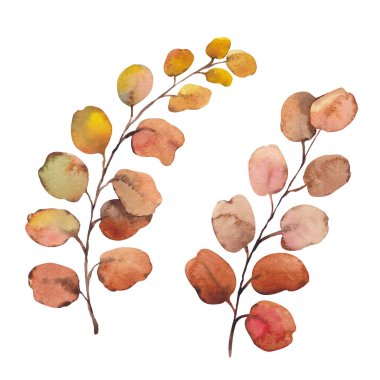 Okaliptüs ağacı yaprakları.