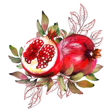 Beyaz arkaplanda kırmızı suluboya ve grafik nar çizimleri.