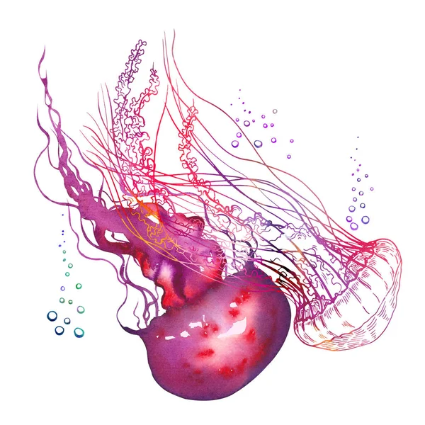 Clipart de méduses rouges, aquarelle et illustration graphique. — Photo