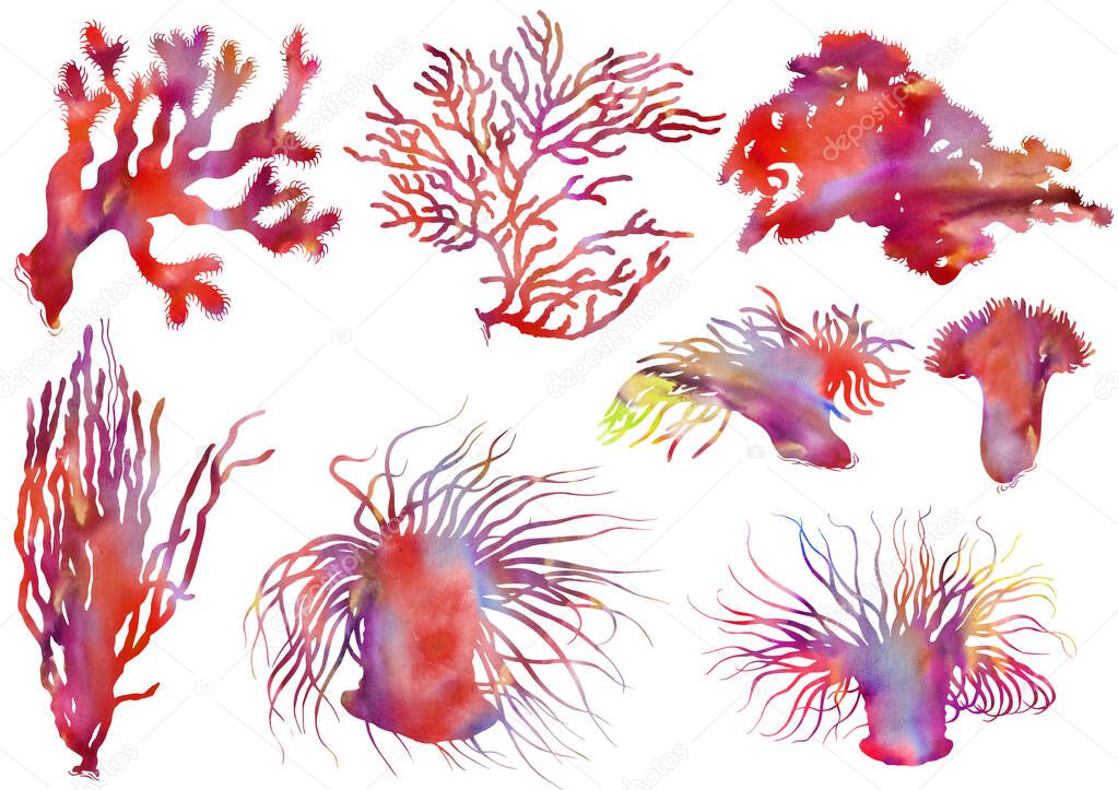 Set of colorful corals. Watercolor on white background.