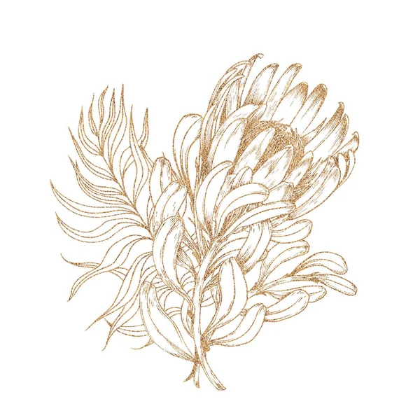 Gold protea flowersand leaves on white background. — ストック写真