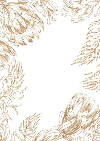 Цветочные рамки Protea на белом фоне. Графическая иллюстрация золотой линии. — стоковое фото