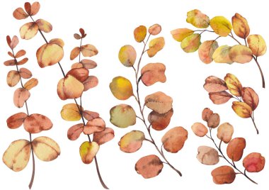 Suluboya okaliptüs yaprakları ve dalları..