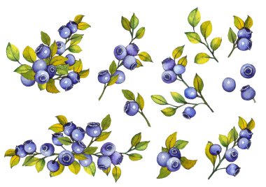 Yapraklı yaban mersini seti.