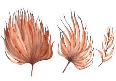 Beyaz arkaplanda izole edilmiş boho palmiyeleri.