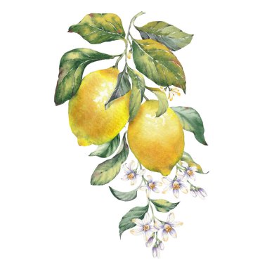 Bir limon meyve dalının elle boyanmış çizimi, suluboya izole edilmiş klipsli sanat. Amalfi Sahili 'nin zamansız Akdeniz estetiğinden esinlenilmiştir. Yaz temalı baskılar, ambalaj, mutfak dekorasyonu ve kıyı tasarımı projeleri için mükemmel..