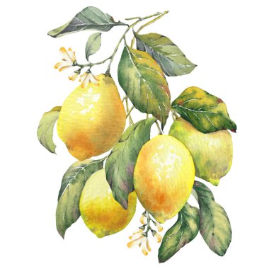 Limon meyve dalının suluboya çizimi, elle boyanmış izole edilmiş klipsli sanat. Amalfi Sahili 'nin zamansız Akdeniz estetiğinden esinlenilmiştir. Yaz temalı baskılar, ambalaj, mutfak dekorasyonu ve kıyı tasarımı projeleri için mükemmel..