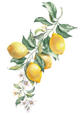 Limon meyve dallarının suluboya çizimi, elle boyanmış izole edilmiş klipsli sanat. Amalfi Sahili 'nin zamansız Akdeniz estetiğinden esinlenilmiştir. Yaz temalı baskılar, ambalaj ve kıyı tasarım projeleri için mükemmel.