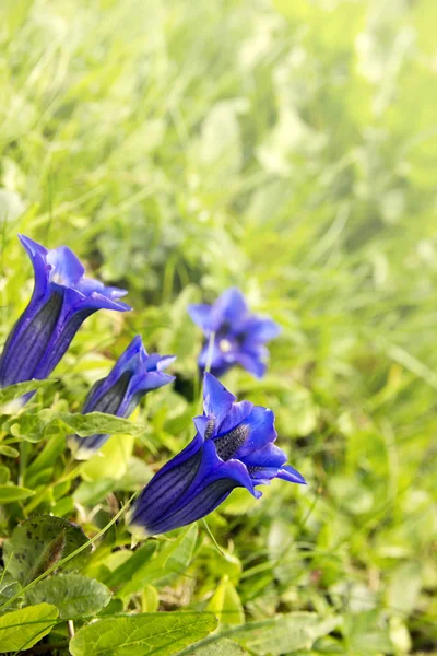 Swiss Gentian flowers — Stock Photo, Image