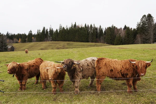 Schottish Yaylası inekler çimenli alan üzerine