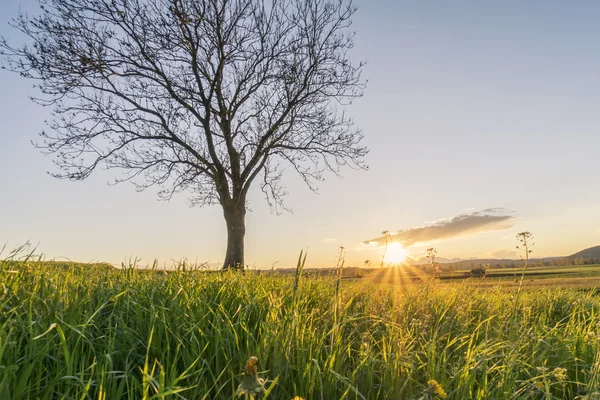 Ağaç çiçek Field'da günbatımı manzara