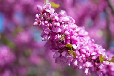 bahar çiçekleri, cercis siliquastrum mavi gökyüzü.