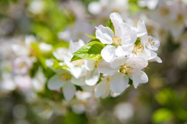 güzel bahar çiçekleri, beyaz elma çiçekleri Bahçe açık
