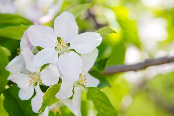 Beautiful spring flowers,  white apple blossoms in garden outdor — Stock Photo, Image