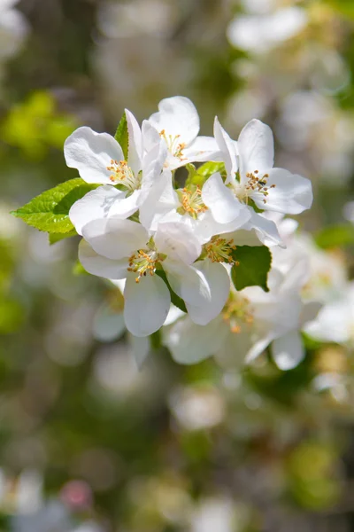 Beautiful spring flowers,  white apple blossoms in garden outdor — Stock Photo, Image