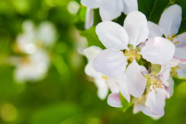 Hermosas flores de primavera, flores de manzana blanca en el jardín outdor — Foto de Stock