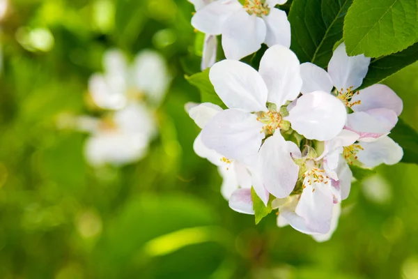 Beautiful spring flowers,  white apple blossoms in garden outdor — Stock Photo, Image