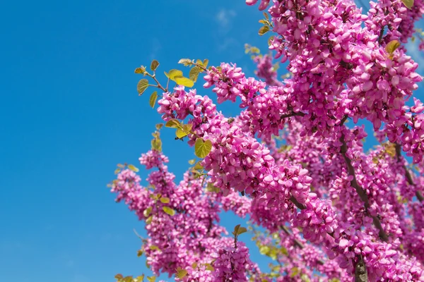 Spring flowers, Cercis siliquastrum against blue sky. — Stock Photo, Image