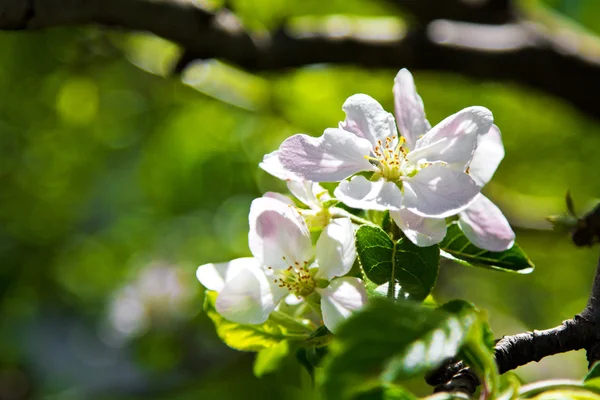 Hermosas flores de primavera, flores de manzana blanca en el jardín outdor — Foto de Stock