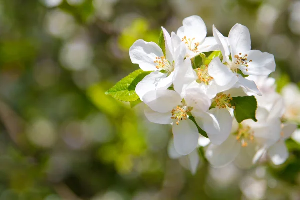 Hermosas flores de primavera, flores de manzana blanca en el jardín outdor — Foto de Stock