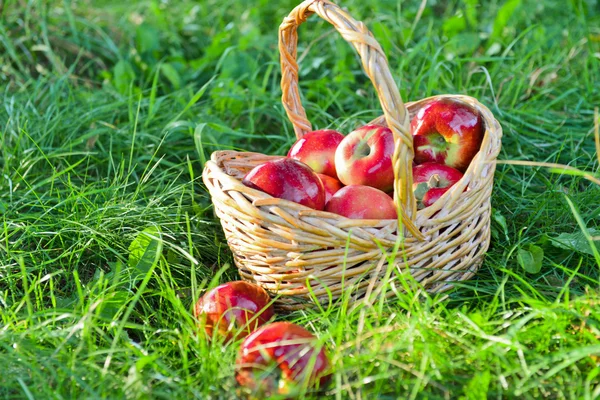 Pommes biologiques dans un panier en plein air. Verger. Autumn Garden. Concept de saison des récoltes. Récolte. Cueillette de pommes rouges dans le verger d'été. Herbe verte — Photo